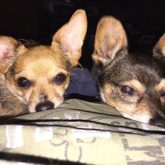 Meet your Posher, Lynne - Picture 1 of 1